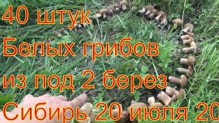 Белые грибы Из под 2 берез 42 белых грибов Поход в лес  ищем грибы по запаху сбор грибов