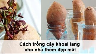 Cách trồng cây khoai lang cho nhà thêm đẹp mắt