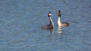 Mergulhão-de-crista - Great crested grebe (Podiceps cristatus)