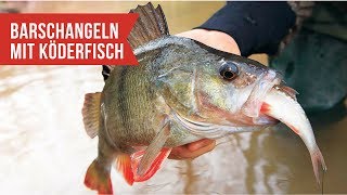 Barschangeln mit Köderfisch | Den Großfischen auf der Spur