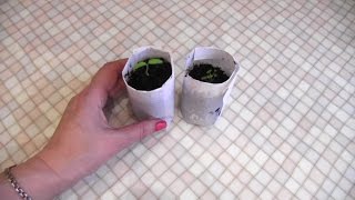 СТАКАНЧИКИ для рассады из бумаги А4
