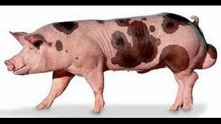 Хряк  производитель в Германии