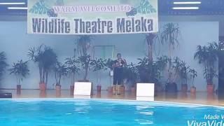 Must Visit Sea Lion Show Malacca (Melaka) ,Malaysia