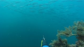 Дельфины,Кефаль и Зубарь , Судак и Орджоникидзе Крым