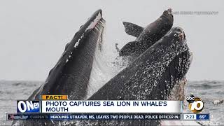 Photo shows sea lion in whale's mouth?