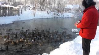 Утки зимой. Республика Марий Эл Звениговский район