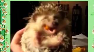 Это надо видеть! Ежик кушает морковку! Смешное видео!