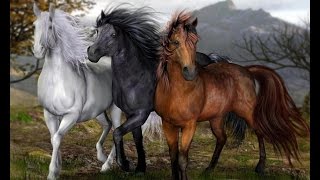 Как танцуют кони))) As the dancing horses )))