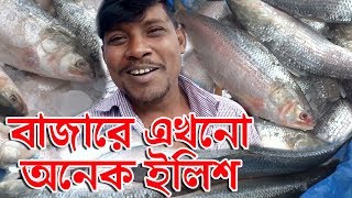 বাজারে এখনো অনেক ইলিশ । তরতাজা মাছের সংখ্যাই বেশি। কাওরান বাজার । ঢাকা, বাংলাদেশ।  Banglarmukh