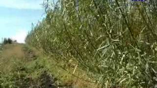На Коломийщині вирощують японську лозу
