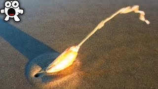 If You Ever See These Things At The Beach, Stay Far Away!