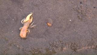 Ghost Shrimp - [HD]