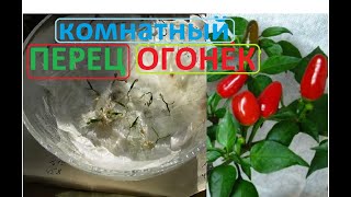 Я не ОЖИДАЛ что так получится Комнатный перец Огонёк