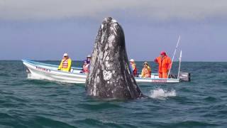 Whale watching at Laguna San Ignacio, with Baja Discovery