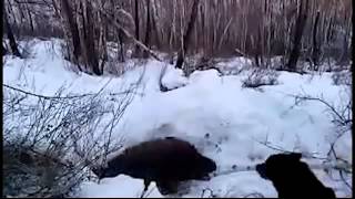 ОХОТА на медведя берлога ШОК РЕАЛЬНОЕ УБИЙСТВО   YouTube