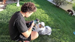 New puppy meeting my dogs for the first time