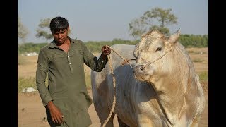 Most Beautiful Cow Qurbani 2018 | Most Beautiful Silver Bull Qurbani 2018