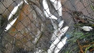 ไอ้โง่ดักปลาคลองสองน้ำได้ปลาน้ำกร่อยมาเพียบ Fishing net trap in Brackish water