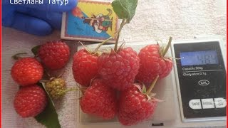 КВЕЛИ - ремонтантный сорт  малины с очень высокой урожайностью.