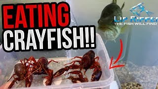 How Largemouth Bass REALLY Eat Crayfish [HD] (Bass Fishing)