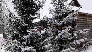 Зимовка пчёл без утепления.