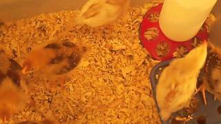 2 Week Old Chicks