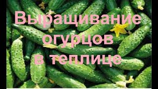 Выращивание огурцов в теплице. Правильное выращивание огурцов в теплице. Урожай огурцов.