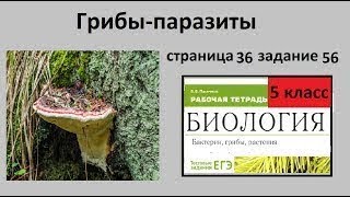 Симбиоз и паразитизм/Грибы-паразиты №56 (Биология  5 класс)