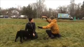 Прыгаем и ловим фризби - миттельшнауцер Леон