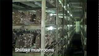 Phillips Mushroom Farms in Kennett Square