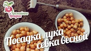 Посадка лука севка весной. Урожайные грядки