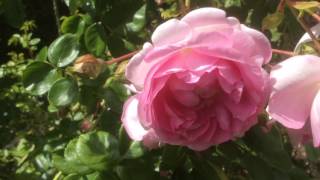 Rosier grimpant 'Jasmina®'  de 'Kordes' Le paradis parfumé
