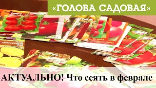 Голова садовая - АКТУАЛЬНО! Что сеять в феврале