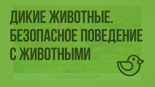 Дикие животные. Безопасное поведение с животными. Видеоурок по окружающему миру 1 класс