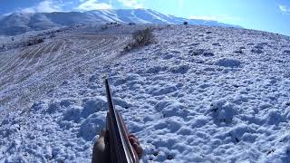 2020 KEKLİK AVI, PARTRİDGE HUNT, CHUKAR HUNTING, CAZA DE PERDIZ, ОХОТА НА КЕКЛИКА,