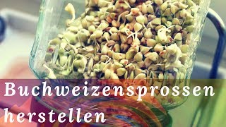 Buchweizen - Sprossen Tutorial