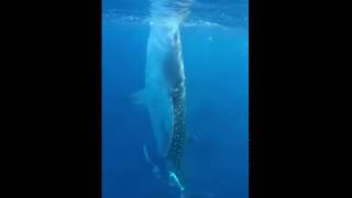 TIBURON BALLENA EN BOTELLA