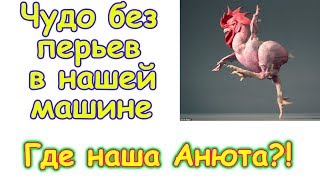 Чудо без перьев в машине. Где Анюта. (02.18г.) Семья Бровченко.