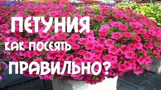 Петуния. Как посеять правильно петунию и виолу. .