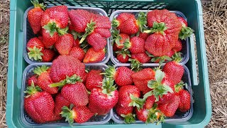 Клубника Азия, сбор урожая.