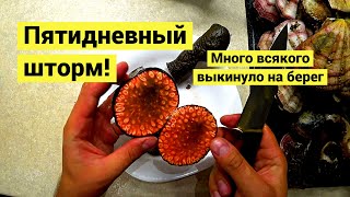 Пошел собирать на пятый день шторма! Краб, гуидак, криптохитон и гребешок свифта! // (Eng Subs)