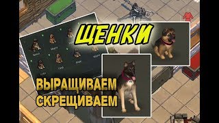 Выращиваем щенков - Last Day on Earth: Survival