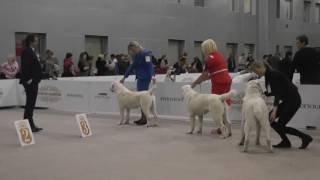 Золотой Ошейник 2016, среднеазиатская овчарка