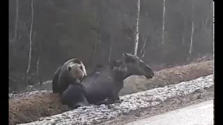 Медведь у дороги загрыз лося (18+)