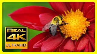 Breathtaking Colors of Nature in 4K II ?? Beautiful Flowers - Sleep Relax Music UHD TV Screensaver