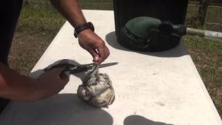 How to skin or pluck a quail after slaughter