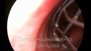 Лечение коллапса трахеи у собаки