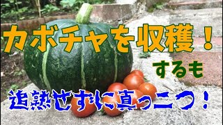 カボチャが実り初収穫！追熟させずに食べちゃった