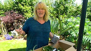 Orchid Unboxing - from Orchids & More in Germany