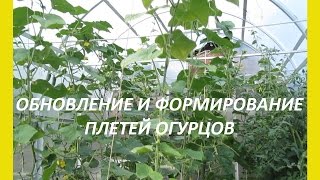 Формирование куста огурца.Обновление и формирование плети огурцов.Как продлить плодоношение огурцов